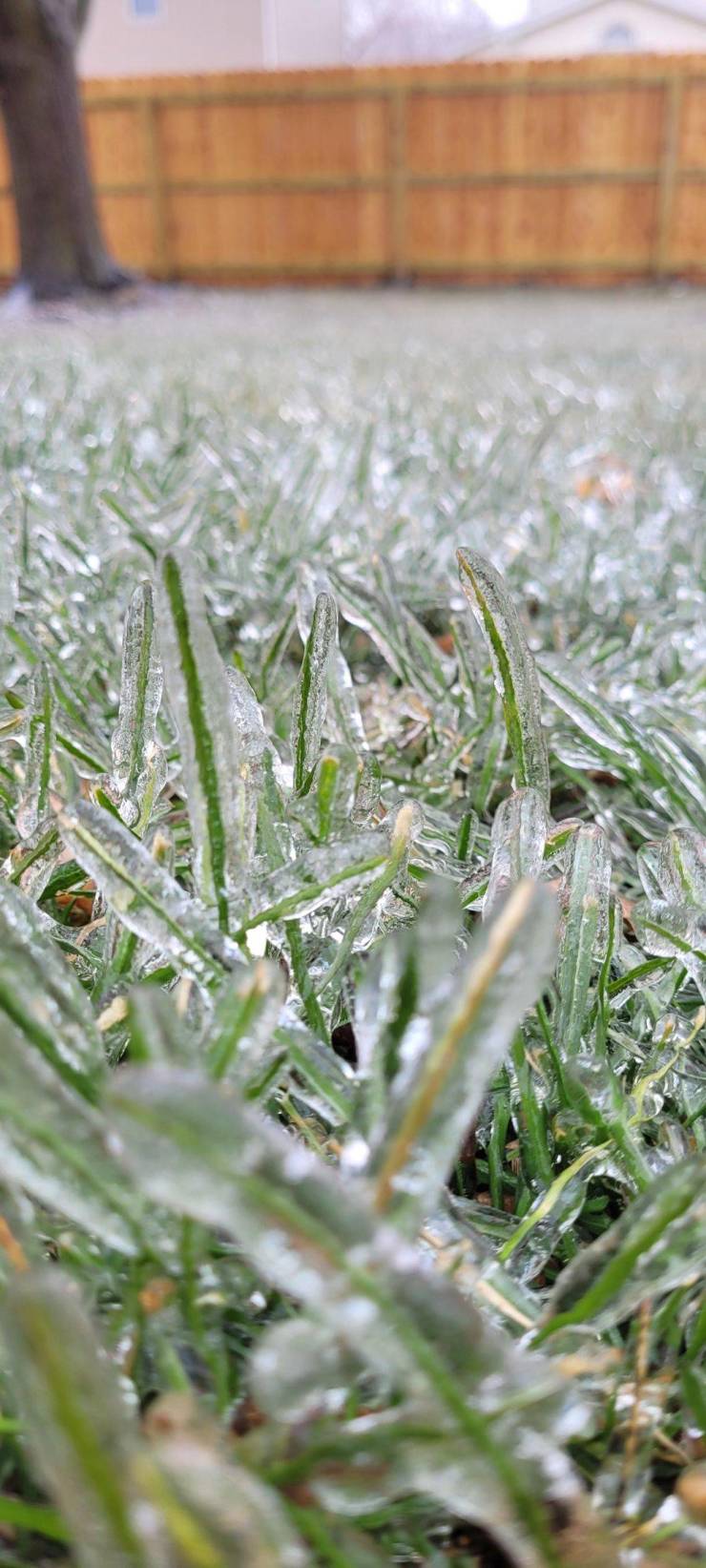 “It rained and now the grass is encased in ice.”