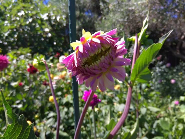 “This flower in our garden looks like a laughing Shark.”