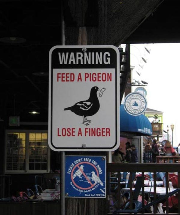 funny signs on asia - Cole Warning Feed A Pigeon Lose A Finger Feed Please Don The Birds Thank Y Per 39
