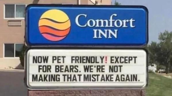 now pet friendly except for bears - Comfort Inn Now Pet Friendly! Except For Bears. We'Re Not Making That Mistake Again.