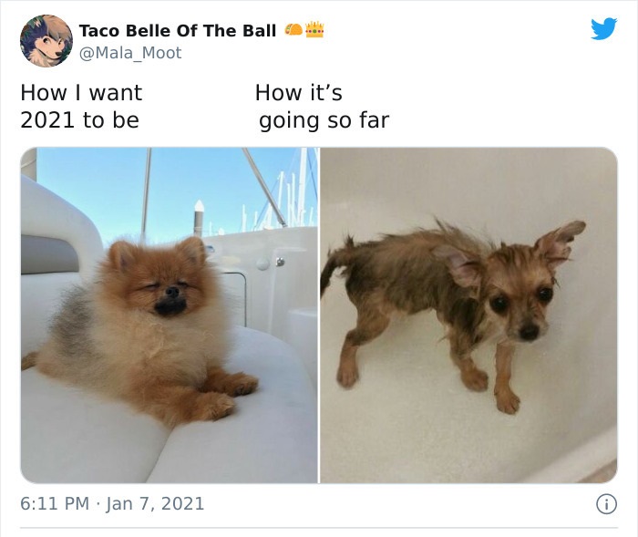dog - Taco Belle Of The Ball How I want 2021 to be How it's going so far