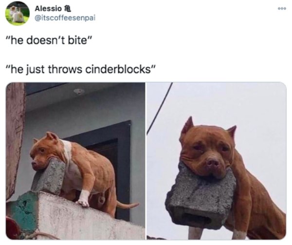 funny tweets - dog carrying a brick in its mouth - he doesn't bite he just throws cinderblocks