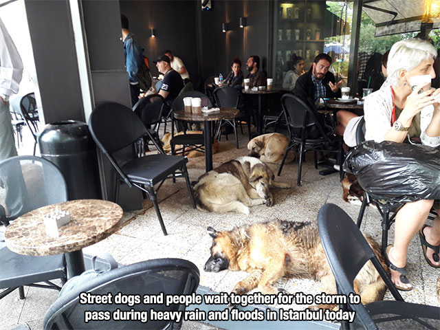 street dogs in rain - Street dogs and people wait together for the storm to pass during heavy rain and floods in Istanbul today