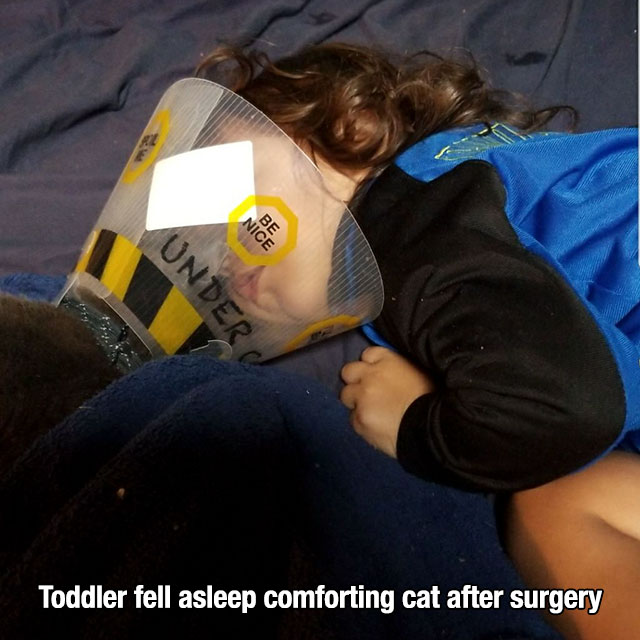 cool - Nice Be Under Toddler fell asleep comforting cat after surgery