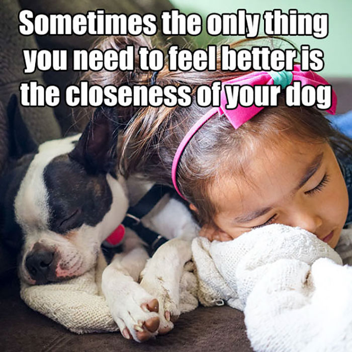 boston terrier cuddling - Sometimes the only thing you need to feel better is the closeness of your dog