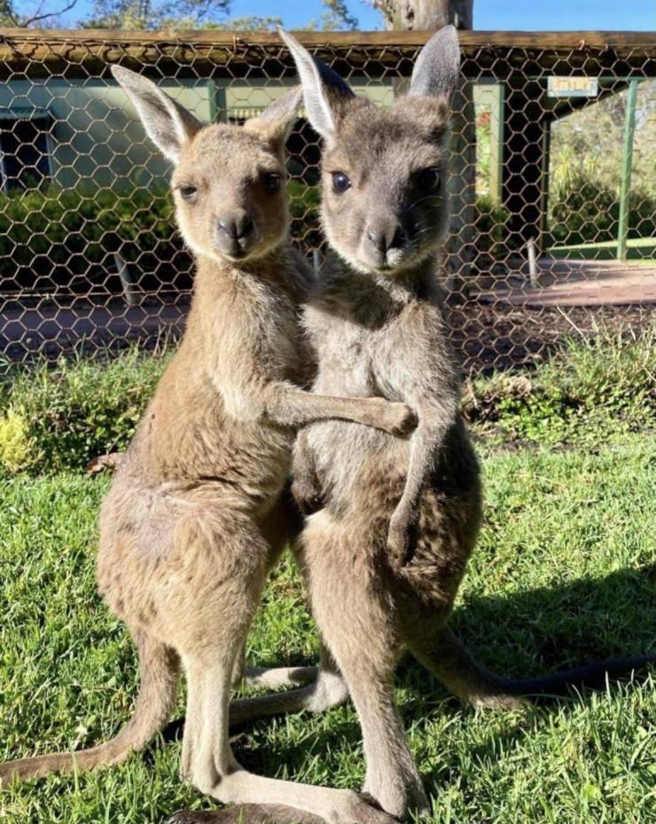 Macropods