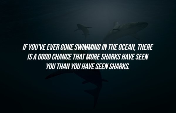 atmosphere - If You'Ve Ever Gone Swimming In The Ocean, There Is A Good Chance That More Sharks Have Seen You Than You Have Seen Sharks.