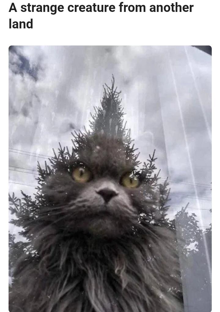norwegian forest cat funny - A strange creature from another land
