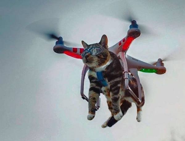 kittens and drones