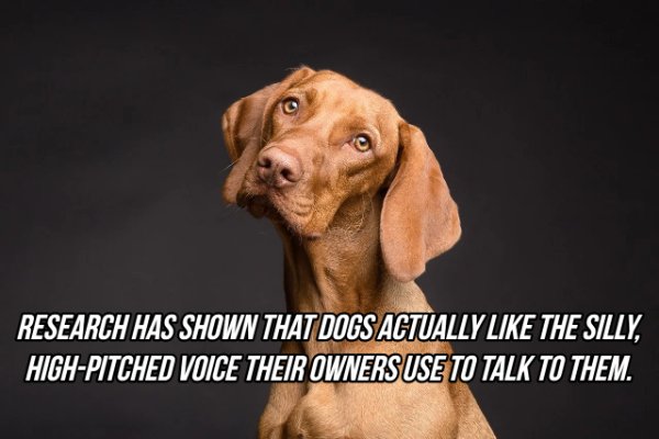 143rd westminster dog show - Research Has Shown That Dogs Actually The Silly, HighPitched Voice Their Owners Use To Talk To Them.