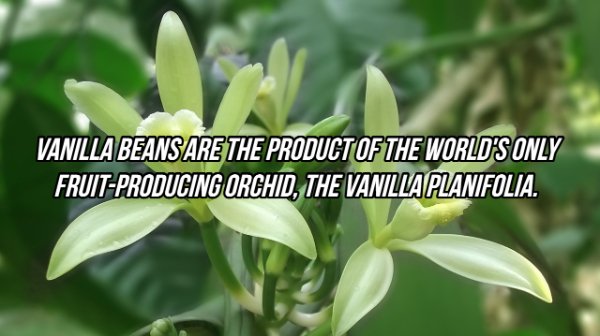 vanilla plants - Vanilla Beans Are The Product Of The World'S Only FruitProducing Orchid, The Vanilla Planifolia.