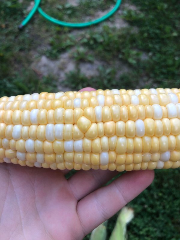 sweet corn - ||