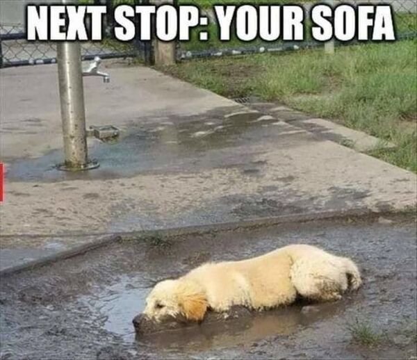 saturday animal memes - Next Stop Your Sofa