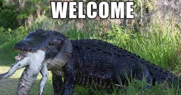 funny florida memes - Welcome to florida alligator eating a crocodile