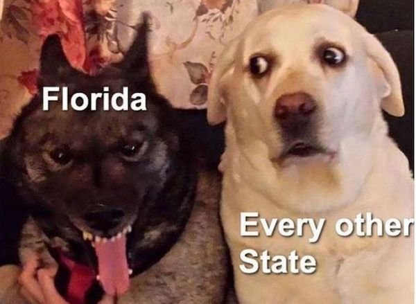 funny florida memes - funny dogs - Florida Every other State
