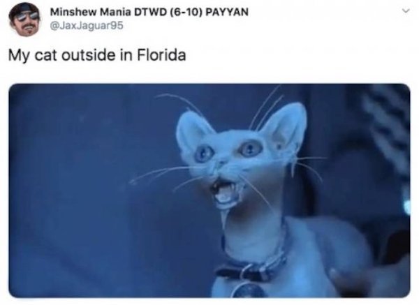 funny florida memes - my cat outside in florida