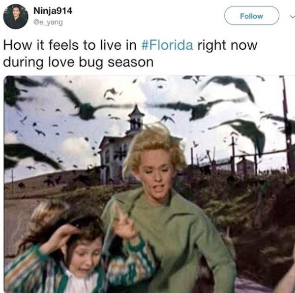 funny florida memes - How it feels to live in right during love bug season