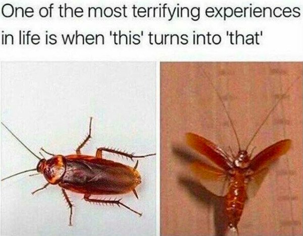 funny florida memes - flying cockroach meme - One of the most terrifying experiences in life is when 'this' turns into 'that'