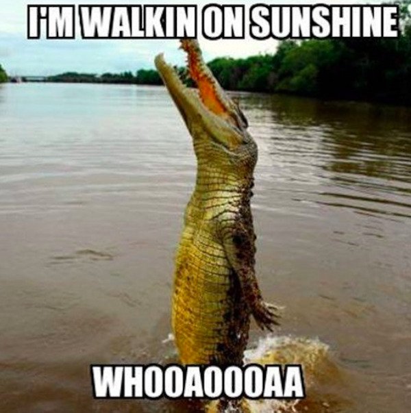 funny florida memes - funny animal pictures with captions - I'M Walkin On Sunshine Whooaoooaa