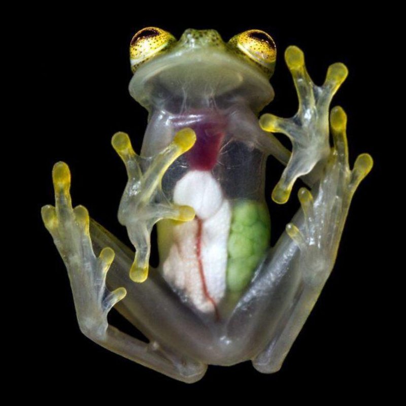 The Costa Rican “Glass Frog” has almost transparent skin enabling you to see its organ structure.