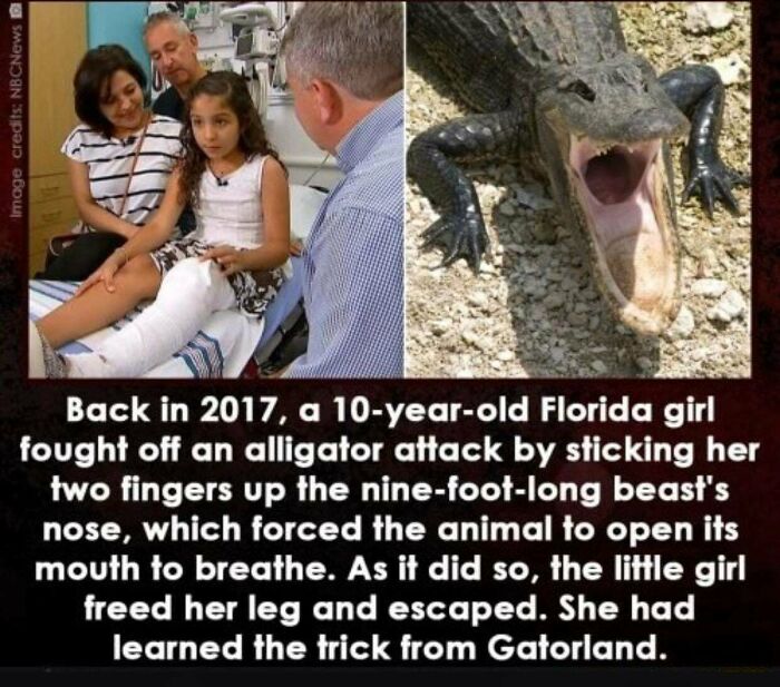 amazing people - only in florida - Image credits NBCNews Back in 2017, a 10yearold Florida girl fought off an alligator attack by sticking her two fingers up the ninefootlong beast's nose, which forced the animal to open its mouth to breathe. As it did so