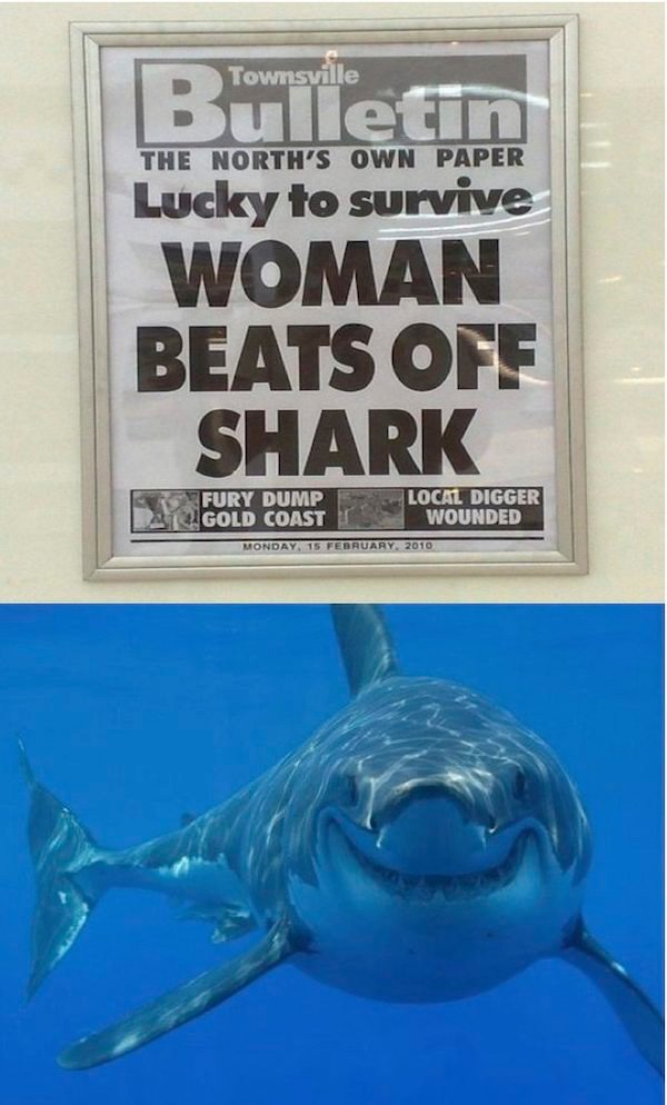 shark memes funny shark - The North'S Own Paper Bulletin Lucky to survive Woman Beats Off Shark Fury Dump Gold Coast Local Digger Wounded Monday