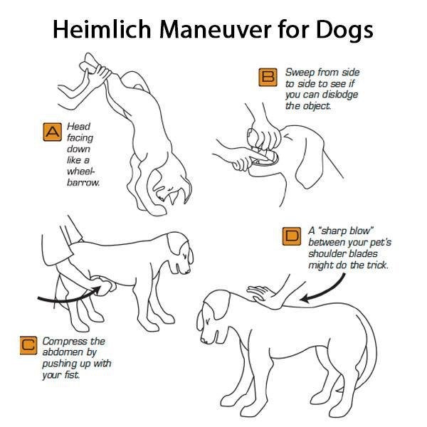 helpful infographics - Heimlich Maneuver for Dogs Sweep from side to side to see if you can dislodge the object A Head facing down a wheel barrow.