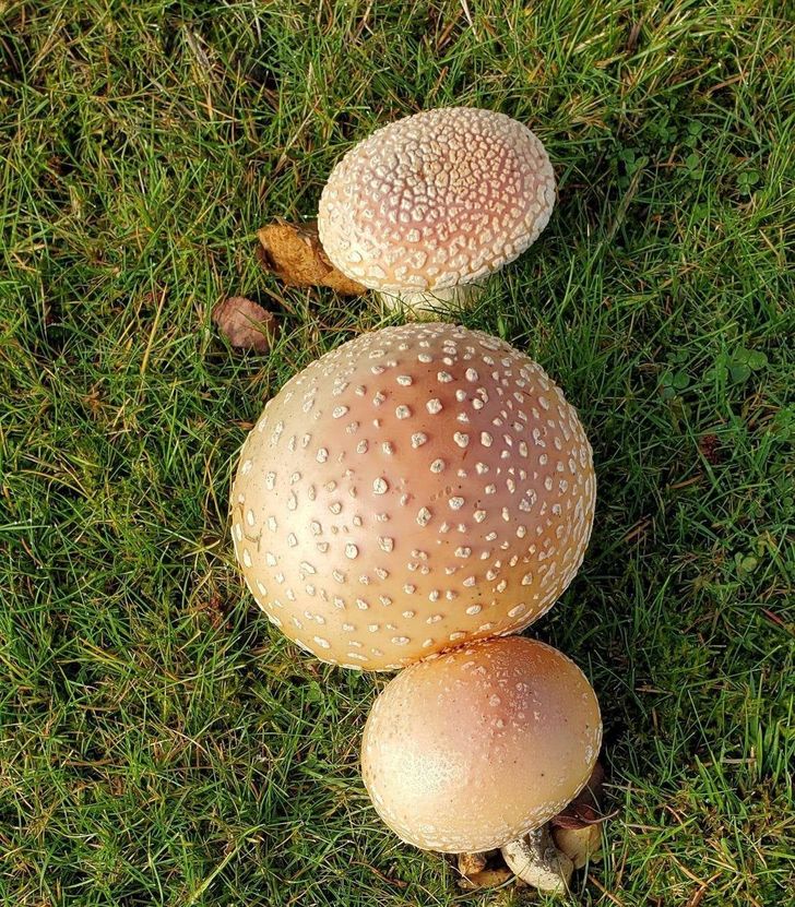 funny food pics - poisonous mushrooms that look like hamburger buns