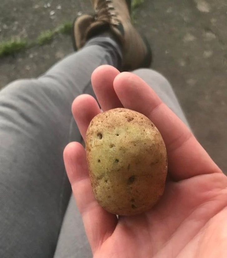 funny food pics - rock that looks like a yellow potato