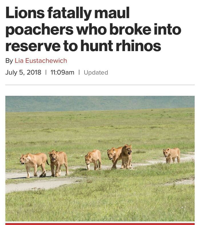 grassland - Lions fatally maul poachers who broke into reserve to hunt rhinos By Lia Eustachewich | am | Updated