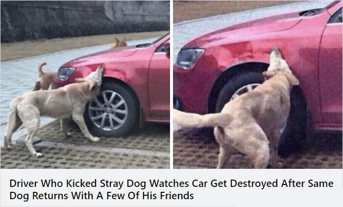 driver who kicked stray dog watches car get destroyed - Driver Who Kicked Stray Dog Watches Car Get Destroyed After Same Dog Returns With A Few Of His Friends