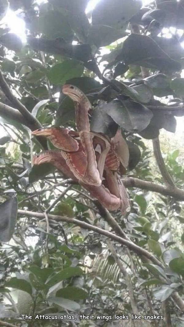 3 headed snake - The Attacus atlas, their wings looks snakes