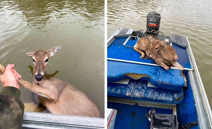 “My cousin was fishing on the river this weekend and rescued this deer who was so tired he was starting to drown.”