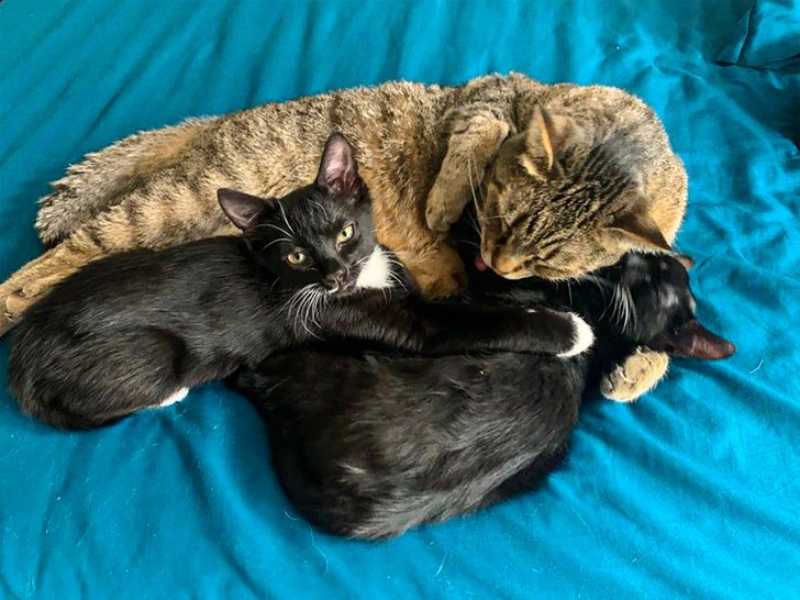 “We rescued 3 helpless abandoned newborn kittens. Our older cat has fallen in love and has been daddy ever since.”