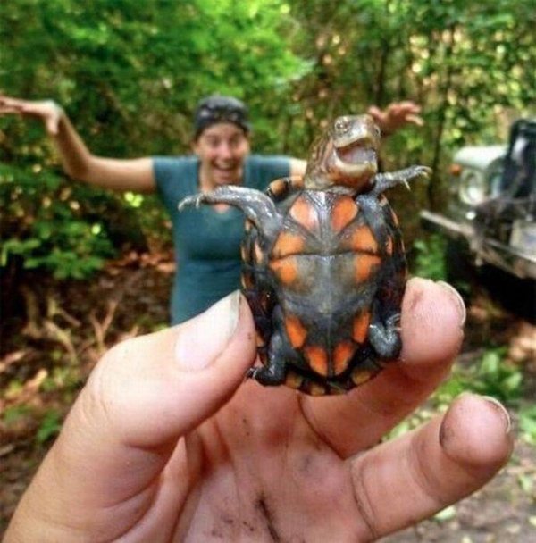 funny happy turtle