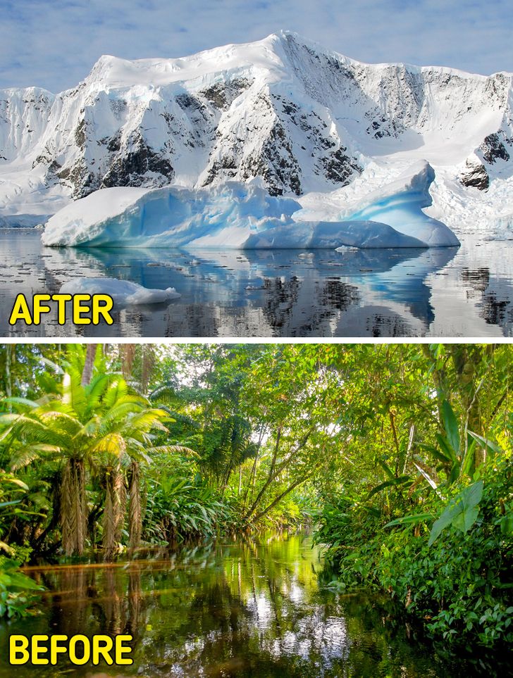 tropical amazon rainforest - After Before