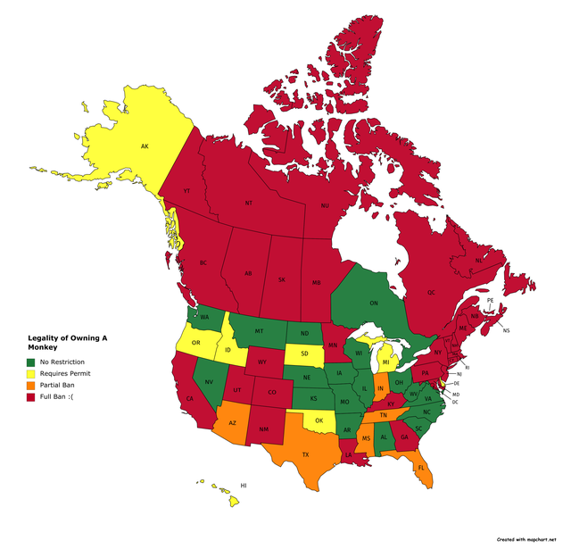 Legality of Owning a Monkey in the U.S. and Canada