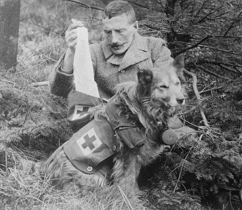 Mercy dogs were trained during World War 1 to comfort mortally wounded soldiers