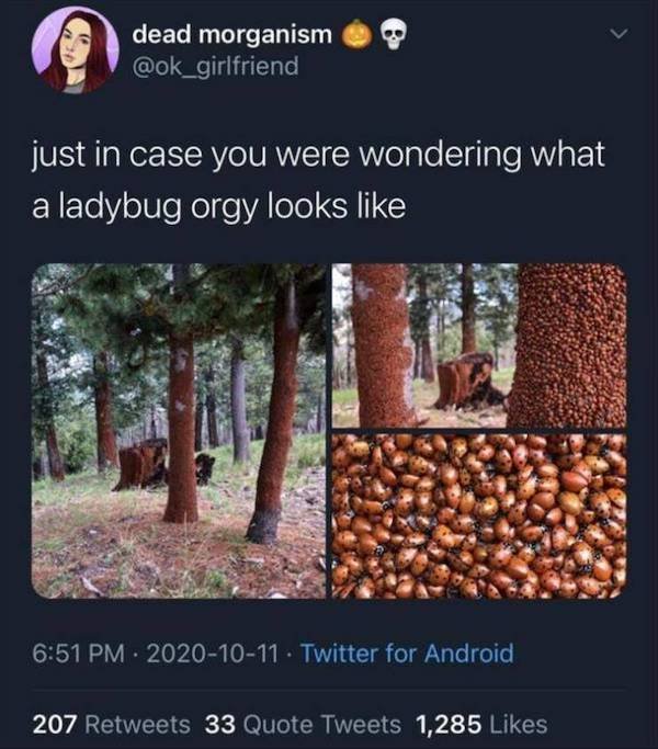 tree - dead morganism just in case you were wondering what a ladybug orgy looks . Twitter for Android . 207 33 Quote Tweets 1,285