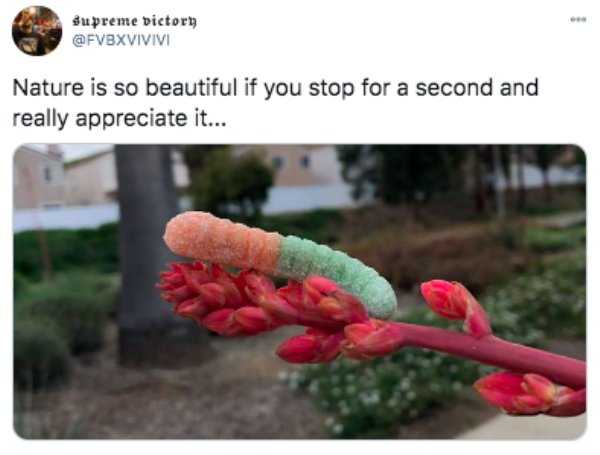 nature is healing gummy worm - Supreme victory Nature is so beautiful if you stop for a second and really appreciate it...
