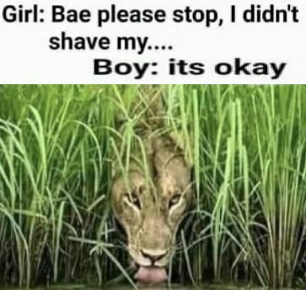 sex memes - wildlife photography - Girl Bae please stop, I didn't shave my.... Boy its okay