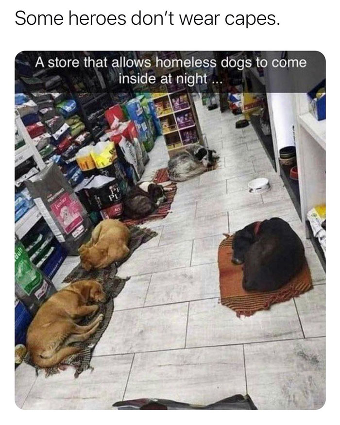 dog - Some heroes don't wear capes. A store that allows homeless dogs to come inside at night ... Pi Pl jusier dult