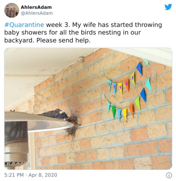 wall - AhlersAdam week 3. My wife has started throwing baby showers for all the birds nesting in our backyard. Please send help. 0