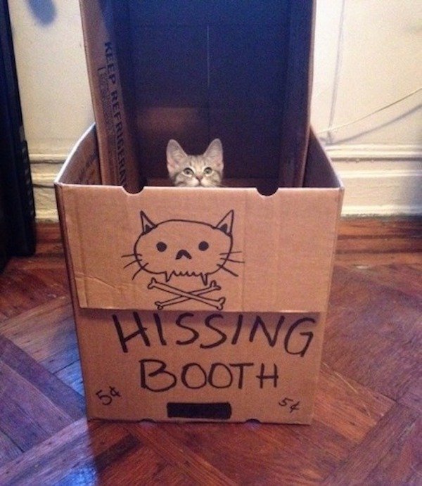 funny memes - cat kissing booth - Hissing Booth