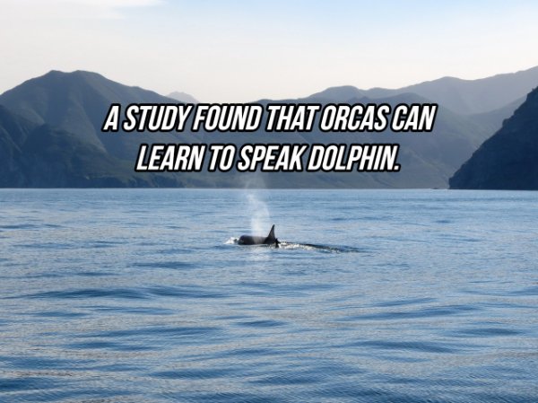 whales dolphins and porpoises - A Study Found That Orcas Can Learn To Speak Dolphin.