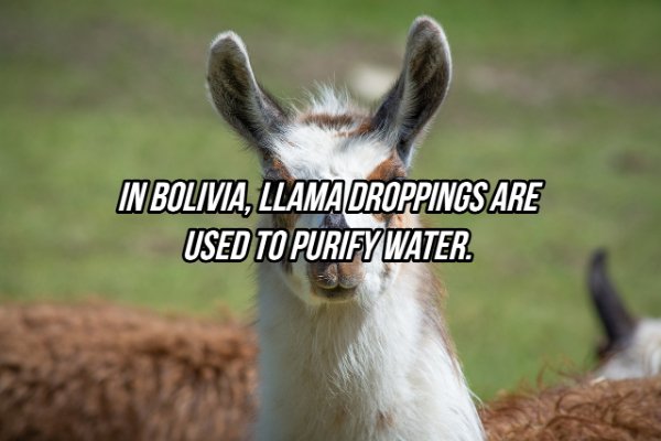 fauna - In Bolivia, Llama Droppings Are Used To Purify Water.