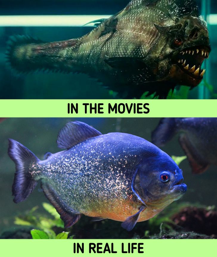 fish - In The Movies In Real Life