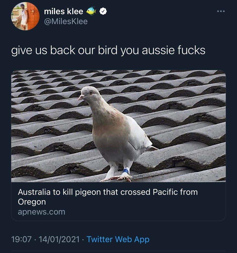 United States - ... miles klee give us back our bird you aussie fucks Australia to kill pigeon that crossed Pacific from Oregon apnews.com 14012021 Twitter Web App