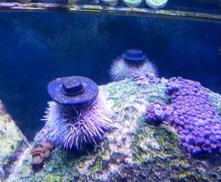 sea urchins with hats