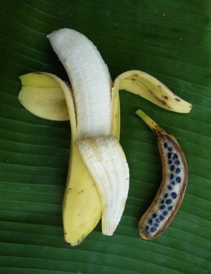 banana before and after artificial selection
